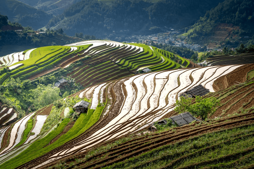 The terraced rice fields and tranquil countryside make this a paradise for nature lovers and photography enthusiasts (Source: Pexels)
